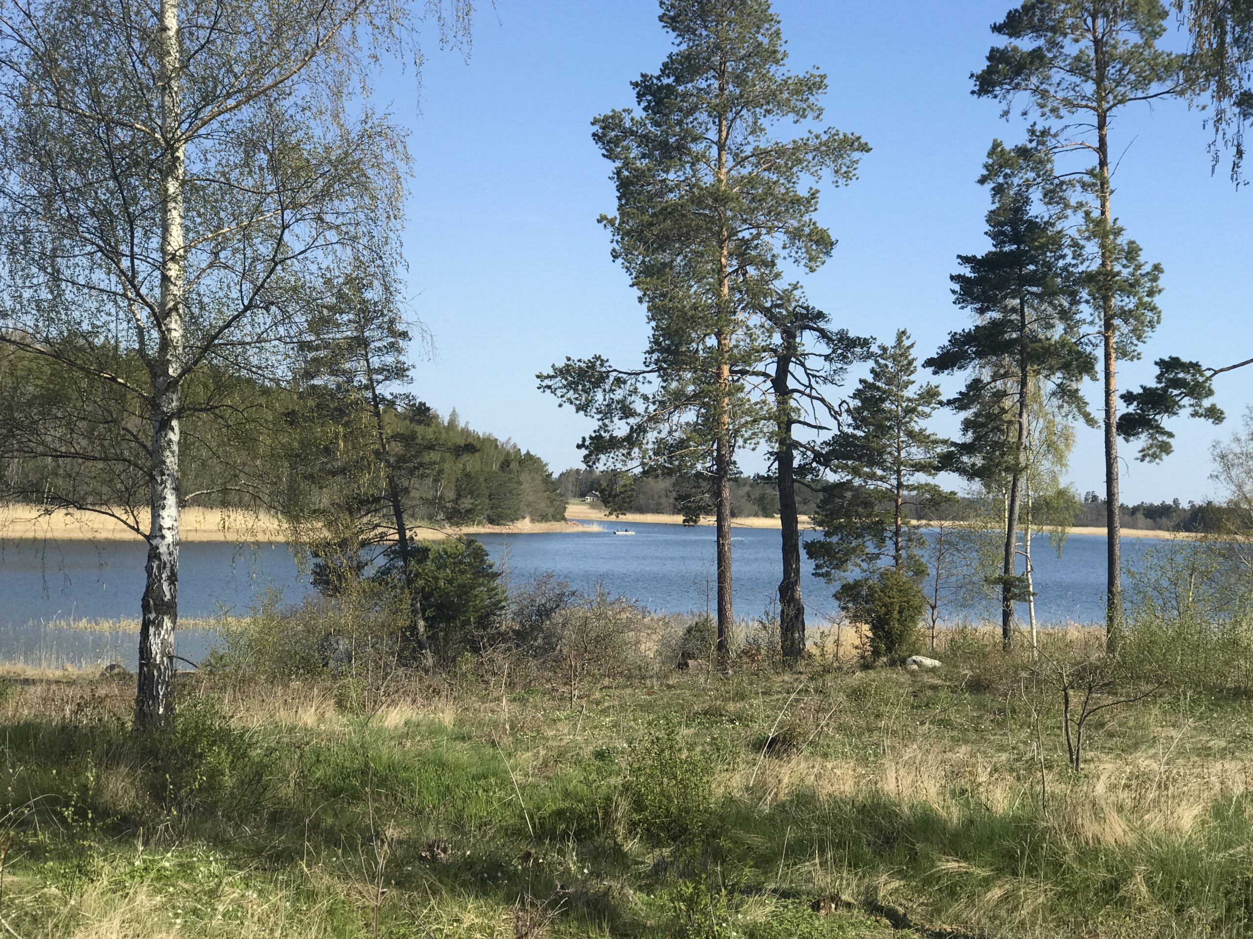 Områdesbild på skog och havsviken