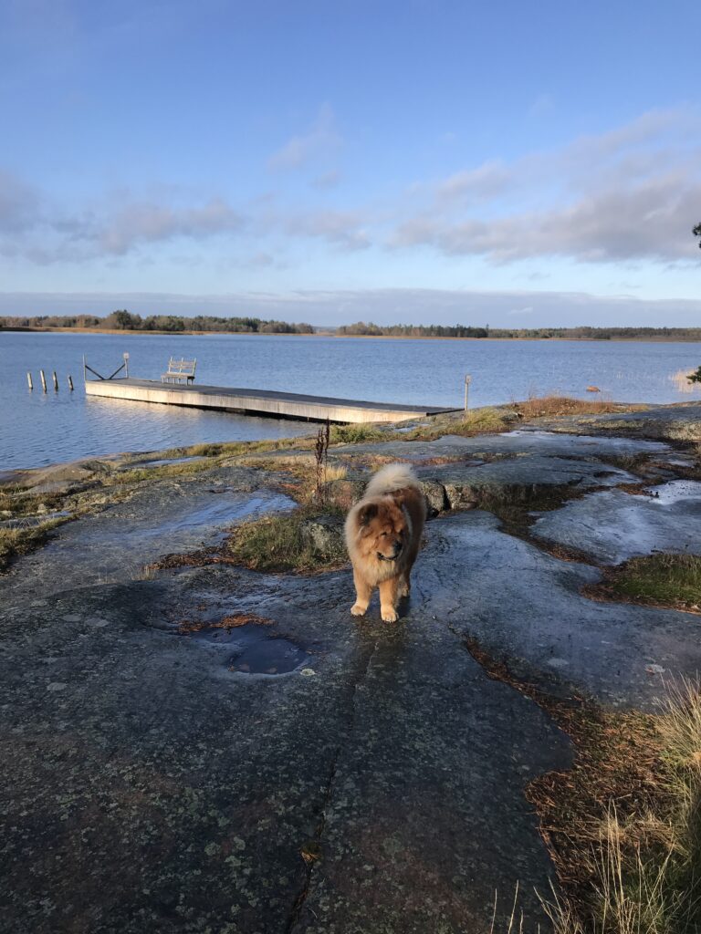 en chow-chow på klipporna, solen lyser och det ligger en brygga precis vid klippkanten  